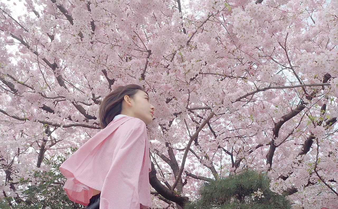 hunter934:  Miyawaki Sakura under Sakura Tree