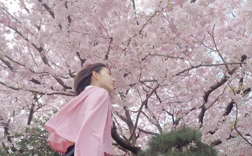 hunter934:  Miyawaki Sakura under Sakura Tree