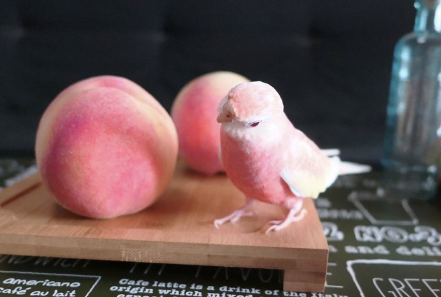 XXX everythingfox:One of these peaches… is photo