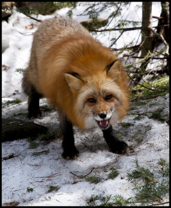 Funnywildlife:  Red Fox 4 By Jen St. Louis On Flickr.