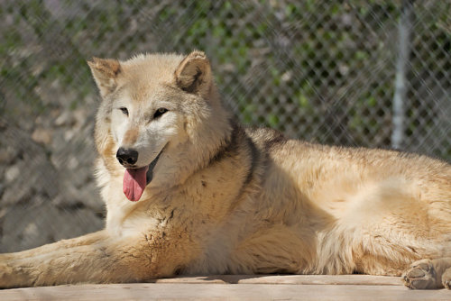 a77wolves:  Sweet Denali by Exdeltalady on Flickr.