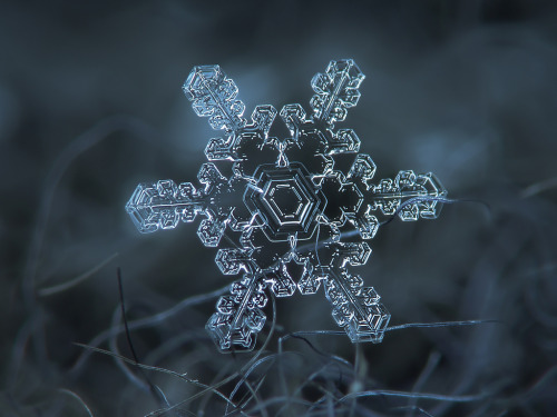 stfumadison:  Extreme Close-up Photography of Snow Flakes by  ChaoticMind75 