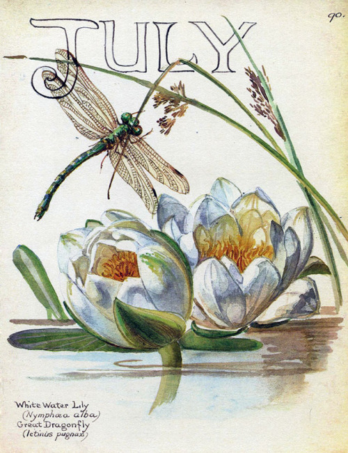 tqe1:JULY: Water Lily and Great Dragonfly, 1906. From ‘The Country Diary Of An Edwardian Lady’ by Ed