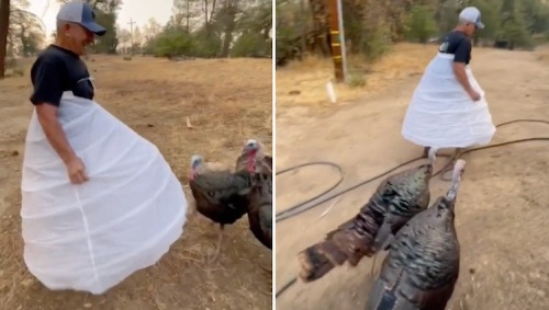 laughingsquid: Man Wears a Hoop Skirt to Protect Himself From the Sharp Beaks of His Pecking Pet Wil