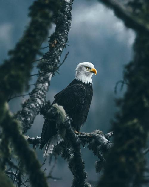 beautiful-wildlife:Bald Eagle by © fursty