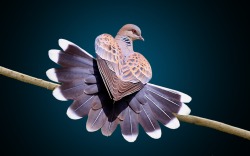 sixpenceee:  A dove’s tail feathers. No wonder they’re considered to be such beautiful birds.  