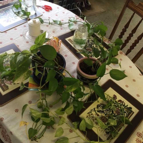 My pothos plants Sylvia and Barunka are finally getting a much needed trim. It’s amazing how m