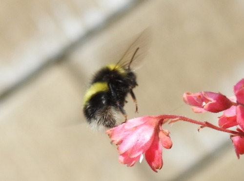 nanonaturalist: Up, up, and away! Photos from July 25 at Silver Springs Botanical Gardens in Calgary