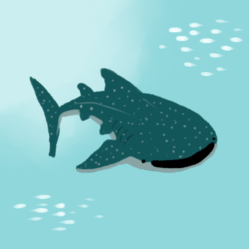 i really like whale sharks