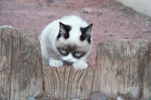 tardthegrumpycat:  The Daily Grump | January 2, 2013 