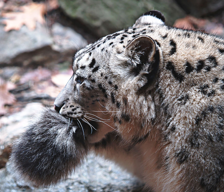 cobalt-doll:  awesome-picz:   Snow Leopards Love Nomming On Their Fluffy Tails. @dan-rowbell