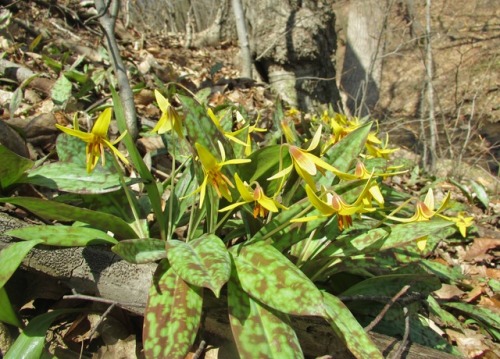 I love trout lily leaves.