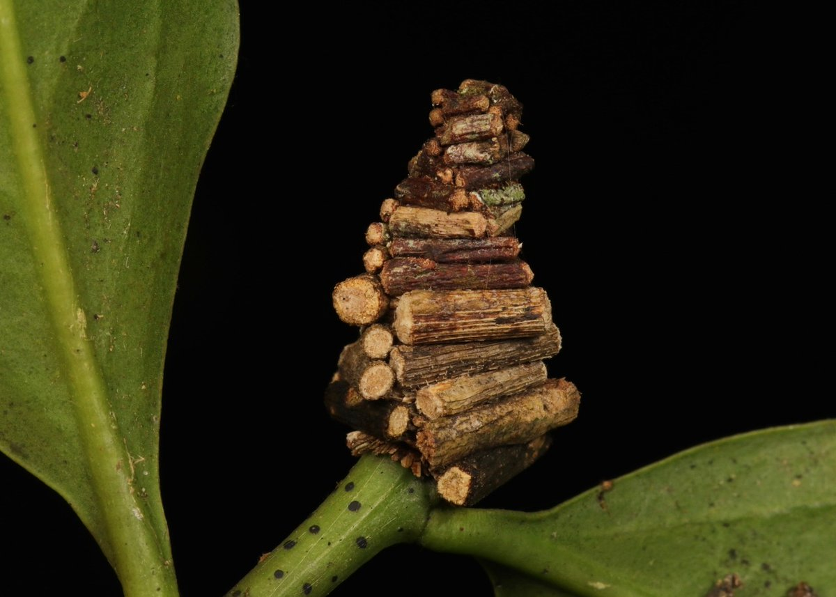 kittyknowsthings:  monotreme-dream:  Bagworm Moth caterpillars collect little twigs