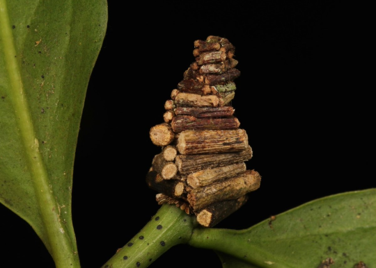 kittyknowsthings:  monotreme-dream:  Bagworm Moth caterpillars collect little twigs and cut them off to construct elaborate tiny log houses to live in (photos: Melvyn Yeo, Nick Bay)  Look at this excellent architect 