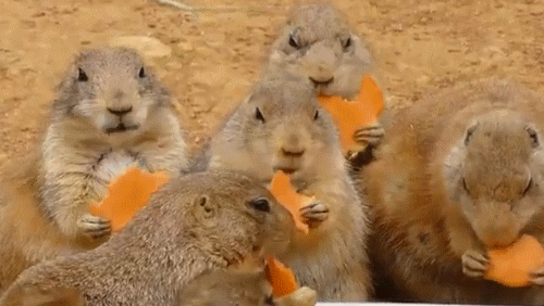 the-absolute-best-gifs:  This post has been featured on a 1000Notes.com blog!
