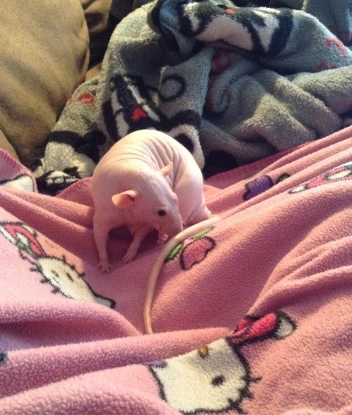 effyeahpetrats:  (This blankie explorer was submitted by anelfisfinetoo!) 