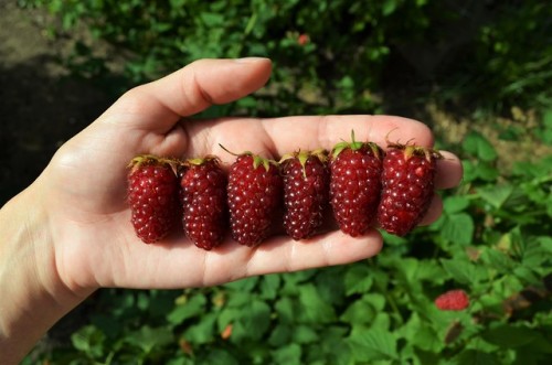 allthingssoulful-garden:This spring had the best weather for growing giant fruits.