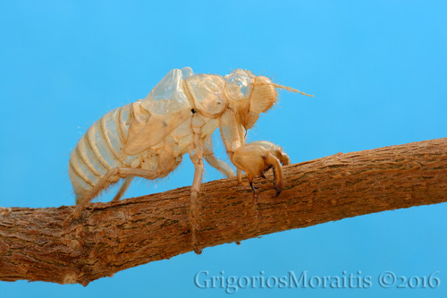 Cicada insect exoskeleton
check for image license