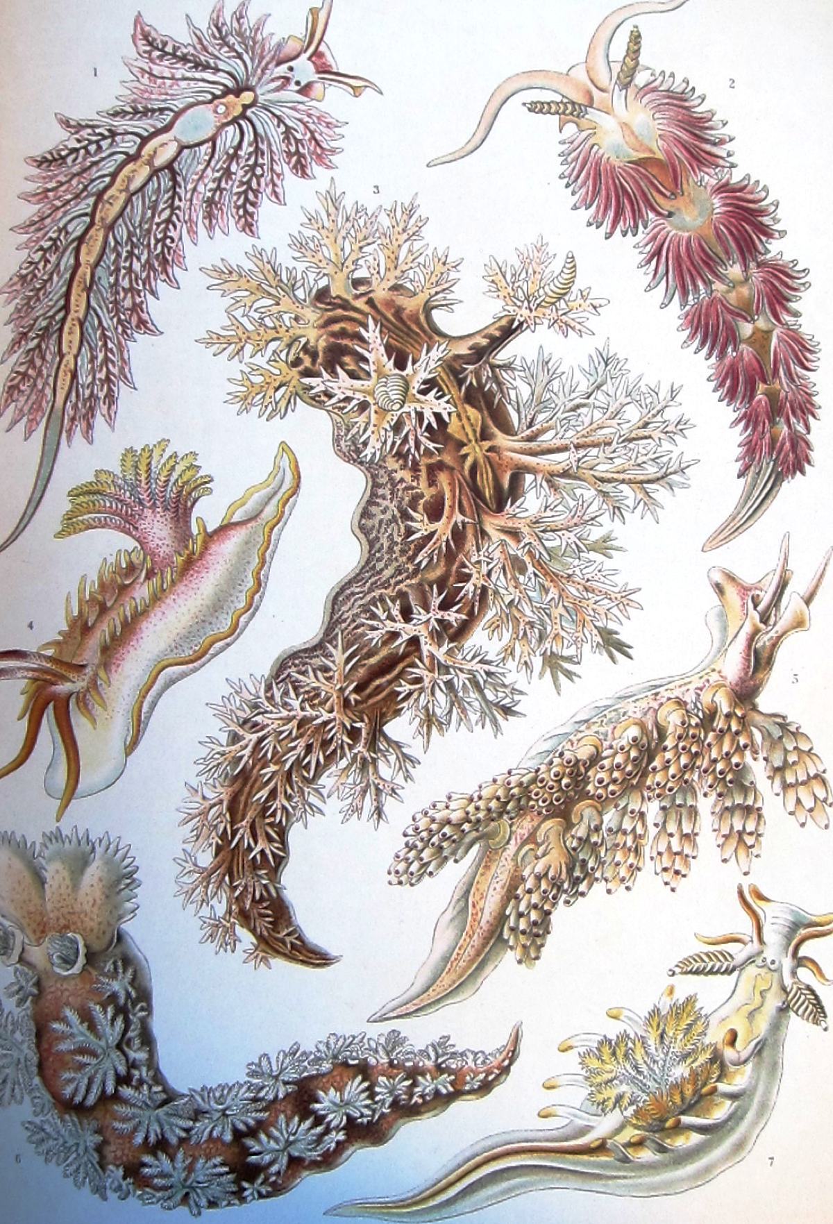 jtotheizzoe:  winkbooks:  Art Forms in Nature – Eye-popping art prints from an