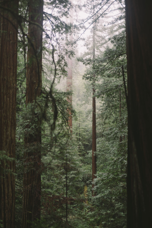 rhiannahoward: Fog in the Redwoods