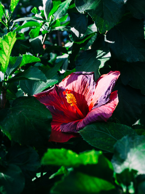 nickstanley:Various hibiscus