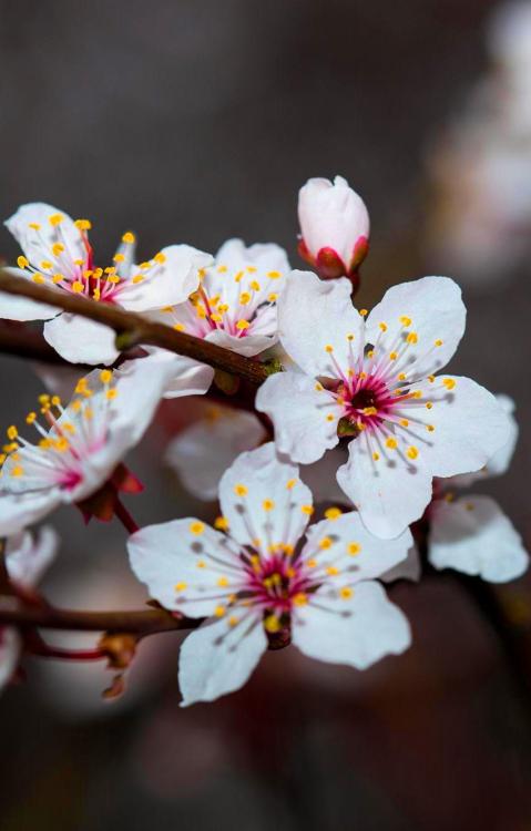 octupvs: Cherry Blossom ~ by Mathias Becker on 500px