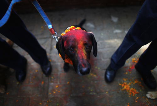 irontemple:o-kaytee:  nubbsgalore: for nepalese hindus, today is kukur puja, the second day of the five day tihar festival, nepal’s version of diwali. literally meaning “worship of dogs,” kukur puja is dedicated to honouring our special relationship