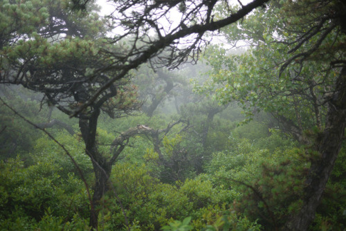 Sams Point in the Fog by WhatsAllThisThen