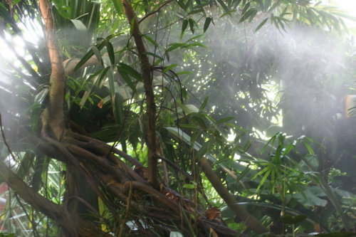 java-jungle: tropiqai:  ❁ follow tropiqai for more tropical! ❁   Jungle  ~