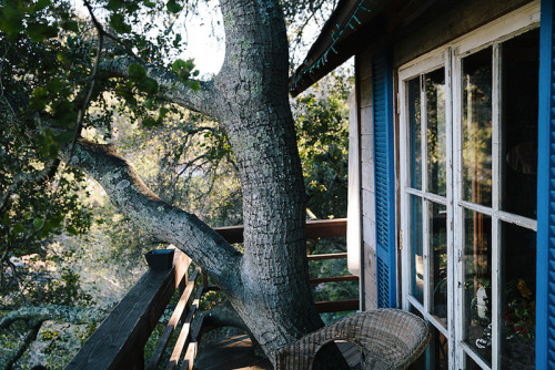 treehauslove:  San Francisco Treehouse. A porn pictures