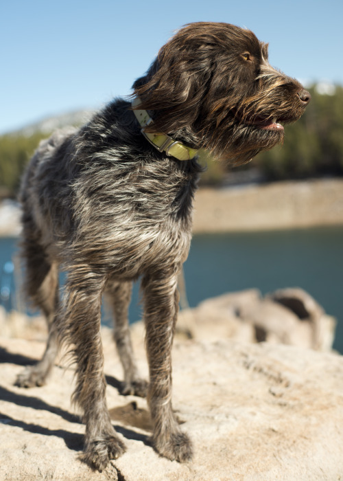 erikstabilephotography:  Lincoln - Wirehaired adult photos