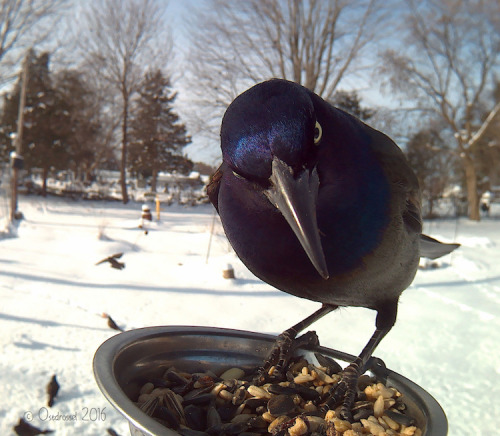 mymodernmet: Woman Sets Up Bird Feeder Photo Booth to Capture Close-Ups of Feathered Friends