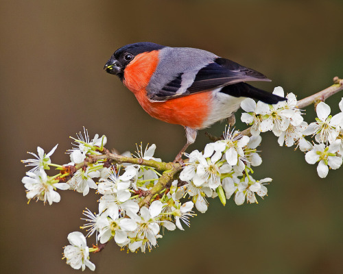 Eurasian Bullfinch (Pyrrhula pyrrhula) >>by John Fielding