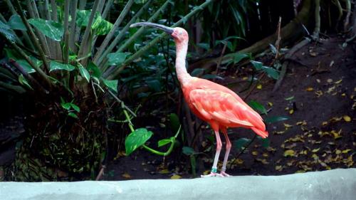 Scarlet Ibis - Don’t walk away…