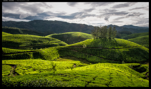 Tea field in Kerala, India