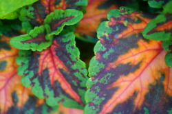 Flora-File:  Solenostemon Scutellairoides (By Flora-File)  Say That Five Times Fast