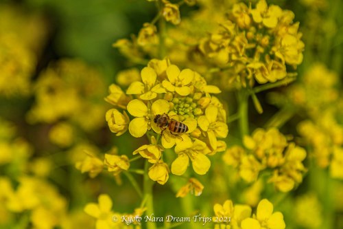 I tried photographing the little bees feasting on the rape flowers.