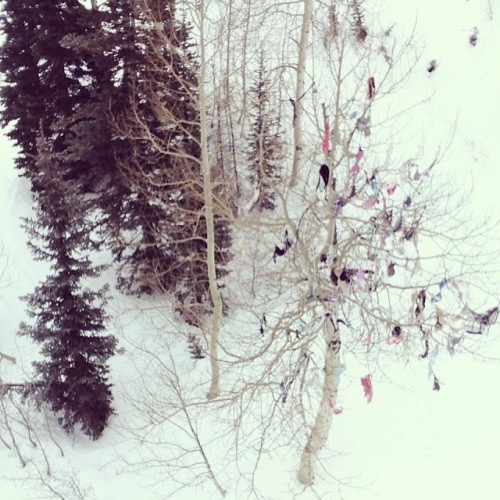 A mountains just not a mountain without a bra tree #freetheboobies #snowbird #snowboarding #bratree 