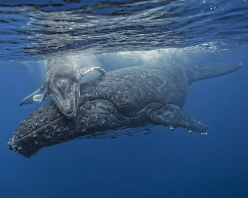 Humpback whale calves stay with their mothers for about a year after birth and consume up to 100 gal