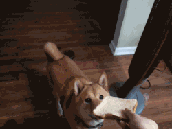 apanickyshiba:  okami is late for senpai school 