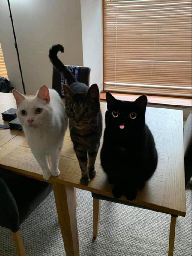 tatsandpussycats:ma-rose-cherie:tatsandpussycats:and they say black cats don’t