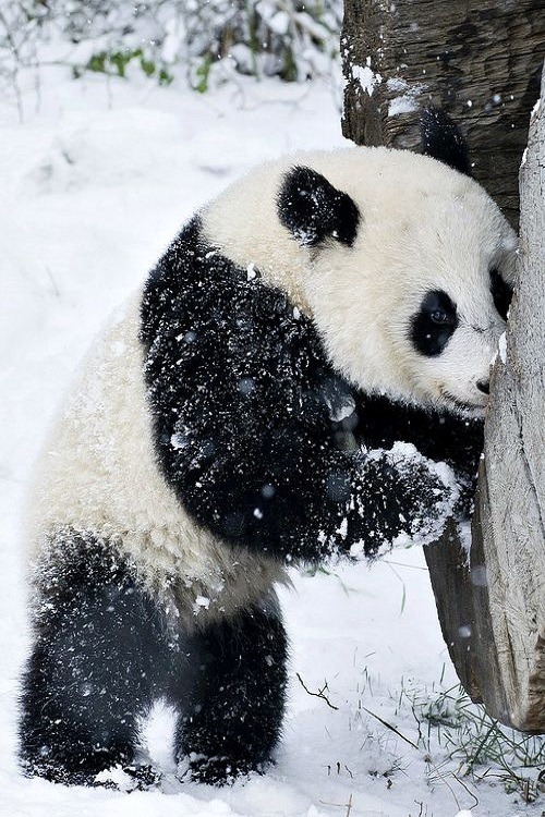 theperfectworldwelcome:  Beautiful!!! \O/ 