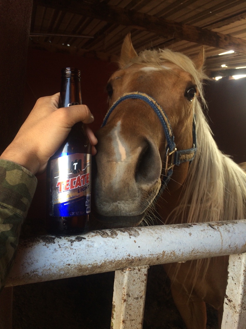 narcoteca:Anda, ven! No seas tímido. 🐴🍺