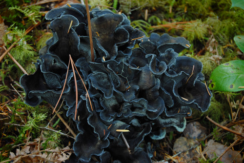 blooms-and-shrooms:blue chanterelle by shochin