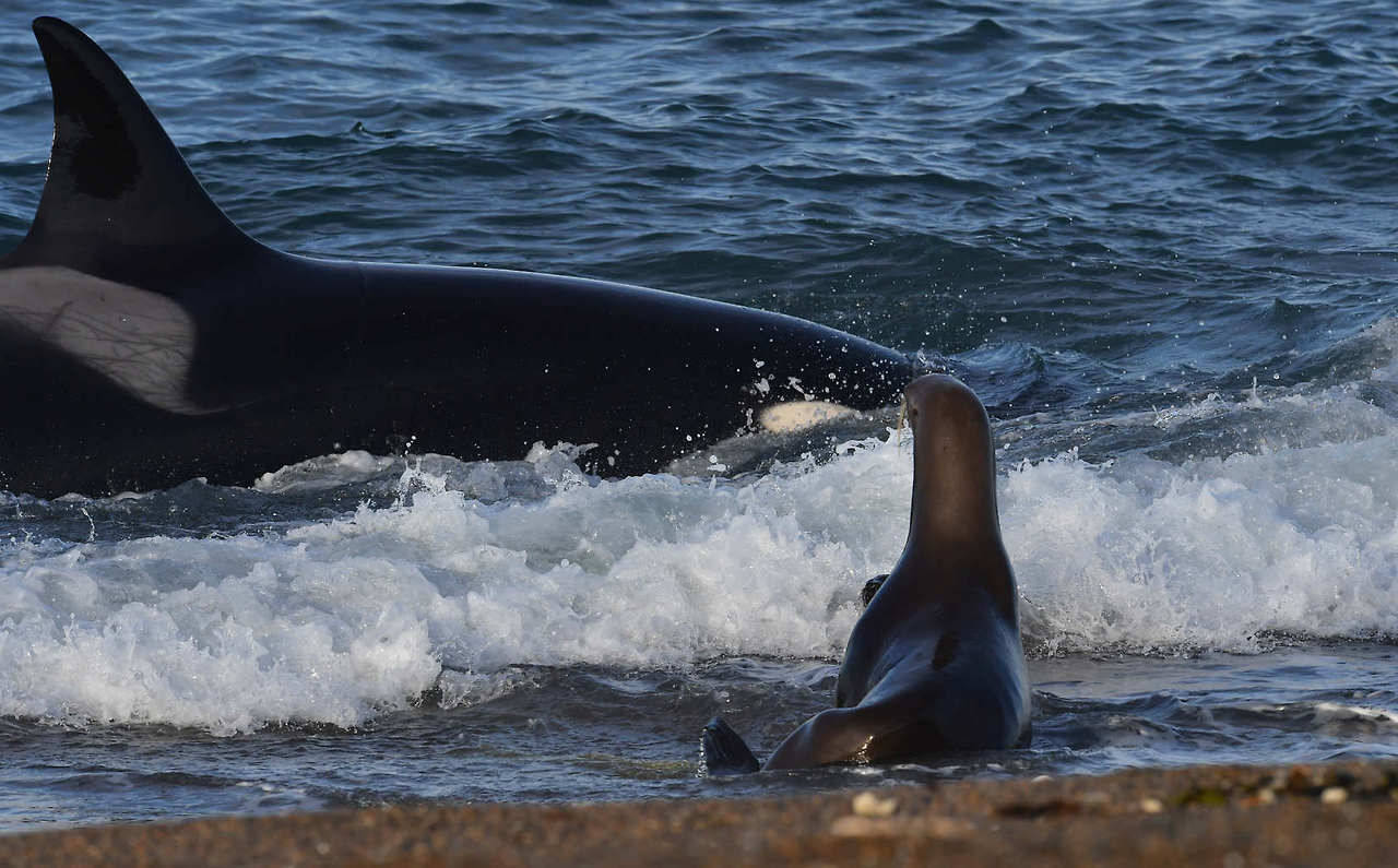 TEMPORADA DE ORCAS en Punta Norte, Península de Valdés. Las orcas acechan en el canal ataque para capturar crías lobo marino, de los que se alimentan durante los meses de marzo y abril. (Daniel Feldman)
MIRÁ MÁS FOTOS EN HD—>