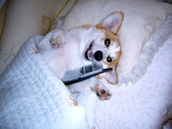 coopcorg-blog:“Hello? Yes, this is dog!”