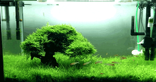 aqualicious-videos:An indonesian aquascape with a classic little tree layout.Source
