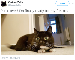 into-the-weeds:  mzminola:Well this is a Mood. [Tweet from @CuriousZelda. Tweet is a picture of a black and white cat with big eyes, captioned “Panic over! I’m finally ready for my freakout.”]