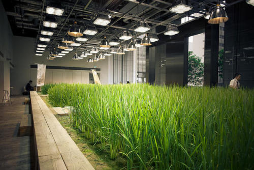 mentalflossr:  In Tokyo, Workers Share an Office With an Urban Farm