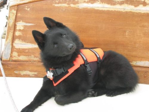 tempurafriedhappiness: Unbelievably charming pair of Schipperkes owned and photographed by Flickr us